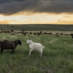 日本sm虐乳折磨奶头视频
